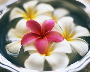 Frangipani Flowers in Bowl of Water